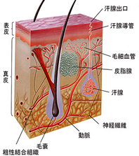 腋臭病因.jpg