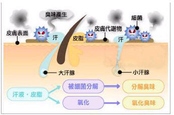 狐臭遗传吗.jpg