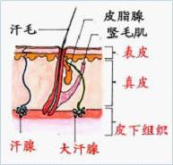 狐臭发病原因分析.jpg